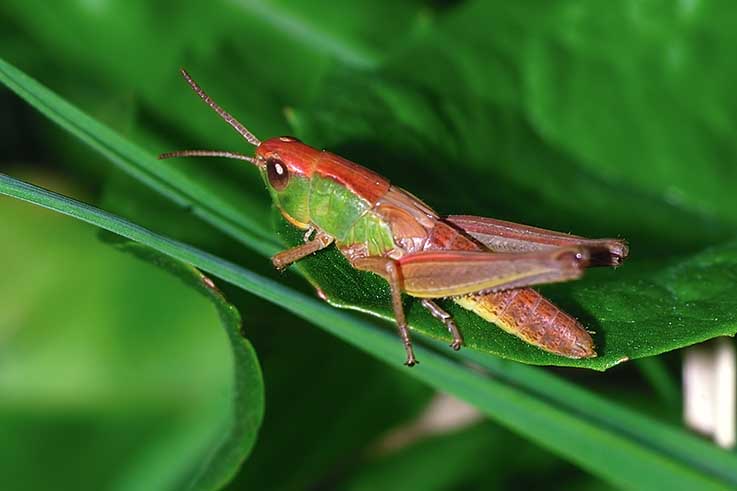 Chorthippus parallelus (Acrididae)